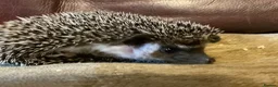 Pygmy Hedgehog rodents for sale: Pygmy Hedghogs mixed colours  - Advert 8