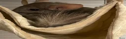 Chinchilla rodents for sale: A Chinchilla Family - Advert 3