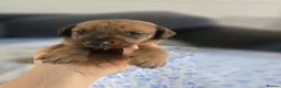 Mixed Breed dogs for sale: Doberman mix  in Nottingham - Advert 18