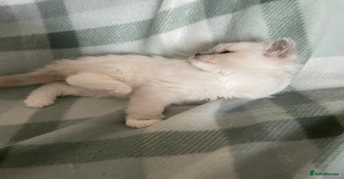 Ragdoll cats - Advert 3
