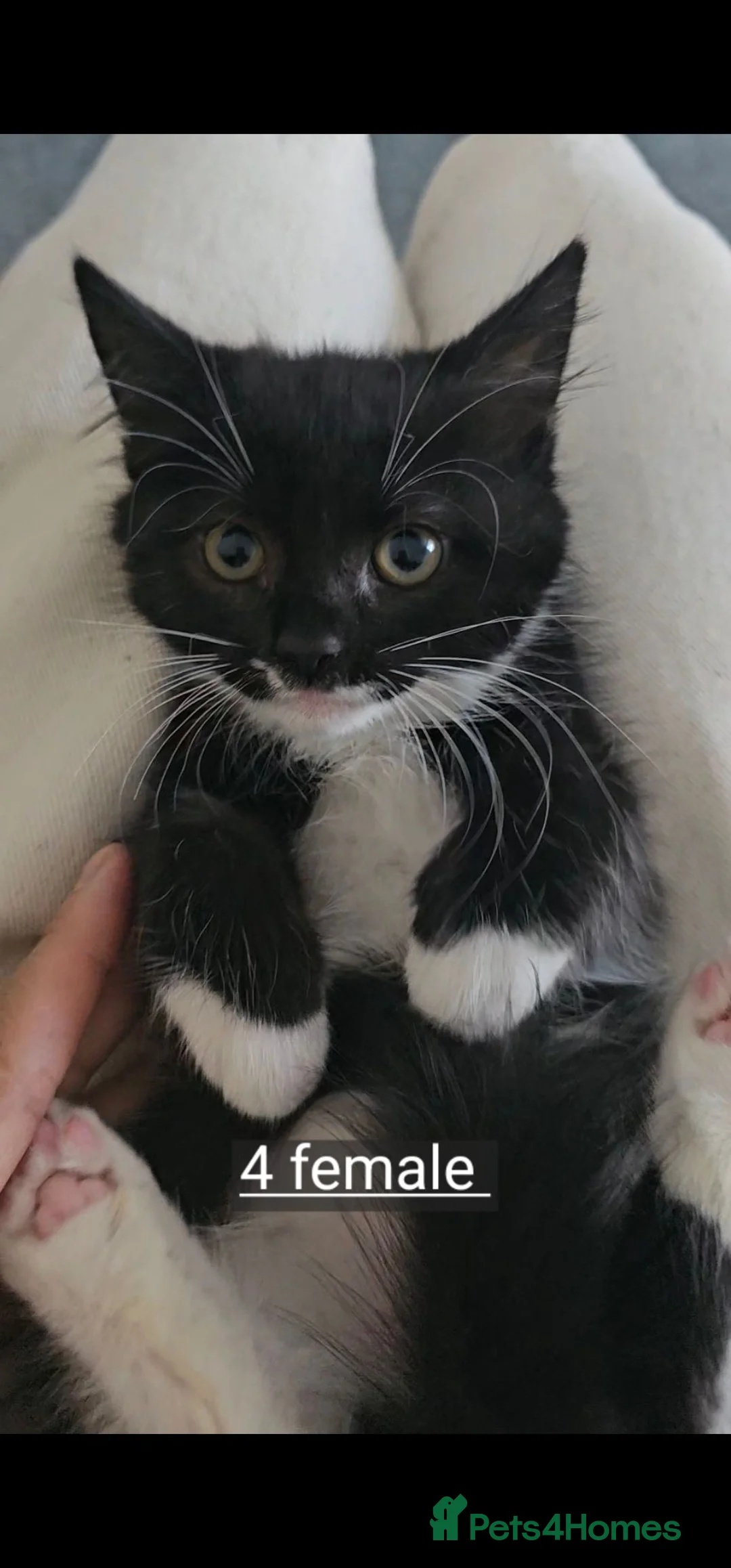 Mixed Breed cats for sale: Kittens for sale  - Advert 2