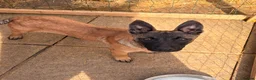 Belgian Shepherd Dog dogs for sale: Only 2 Left – Malinois Puppies - Reduced price - Advert 4