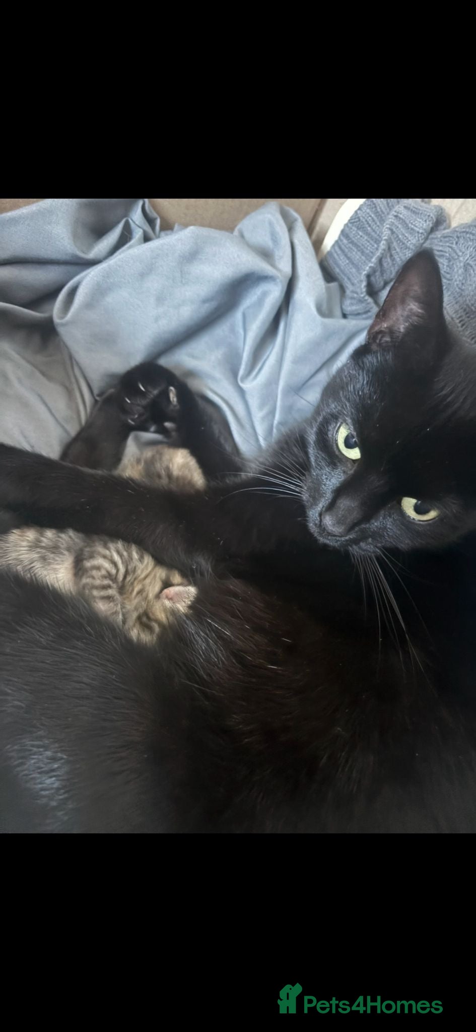 Mixed Breed cats Two female tabby kittens  - Advert 1