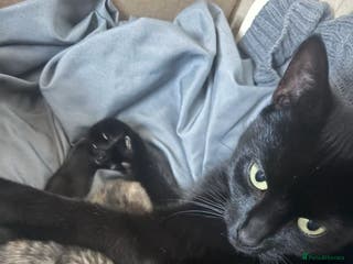 Mixed Breed cats Two female tabby kittens - Advert 3