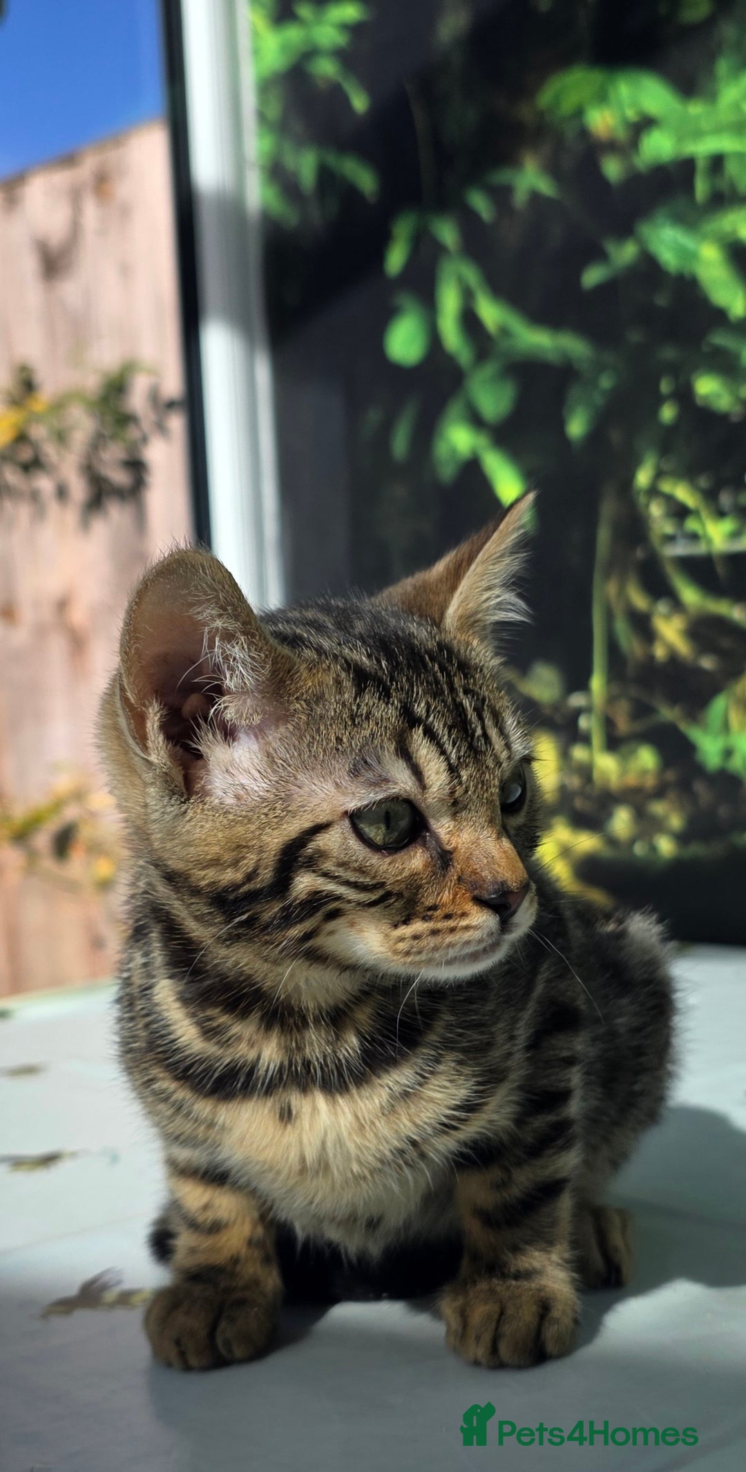 Bengal cats for sale: CUTE SNOW & BROWN BENGAL KITTENS (TICA REG) - Image 3