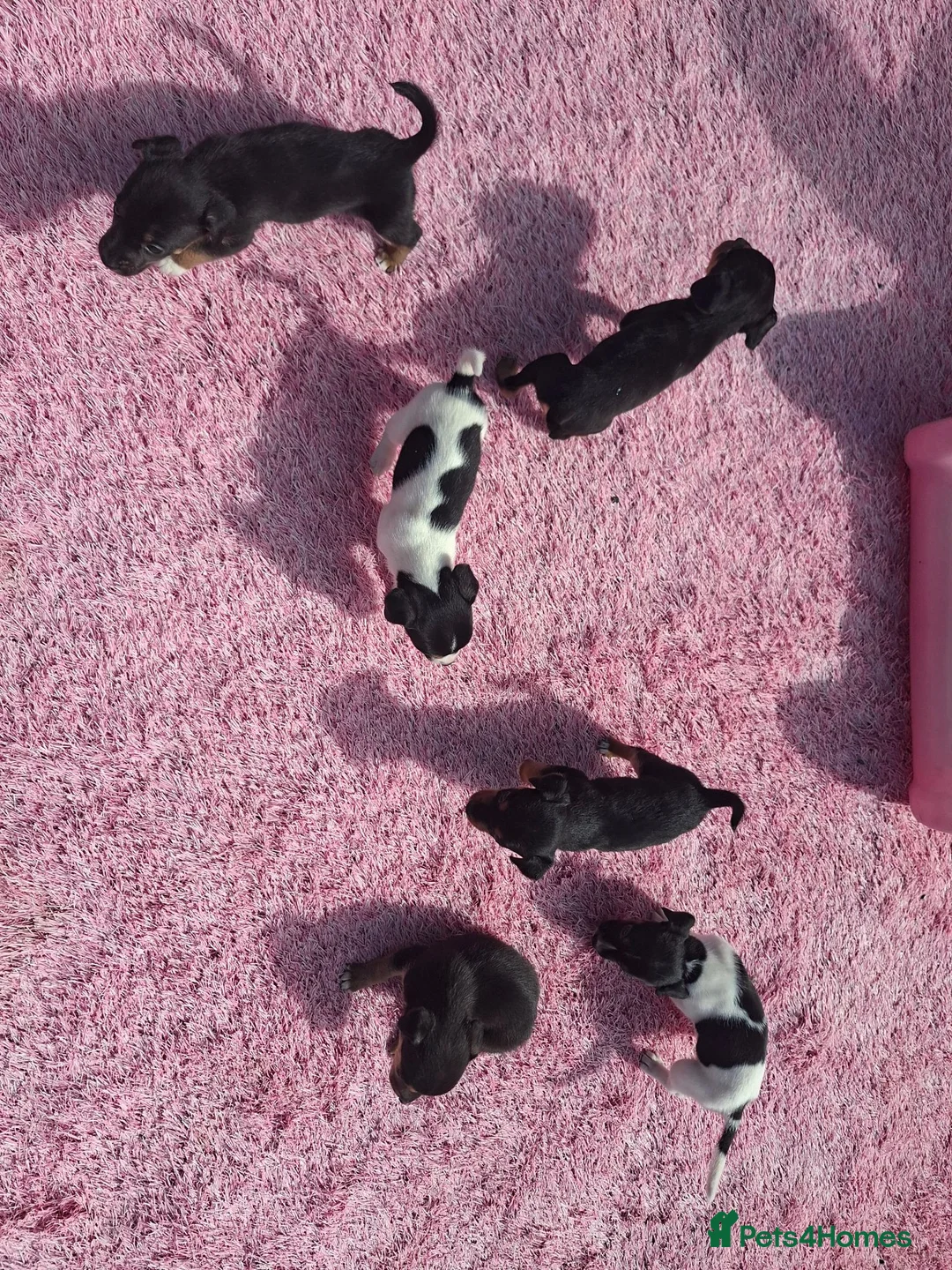 Jack Russell dogs for sale: Jack russell puppies  - Advert 16