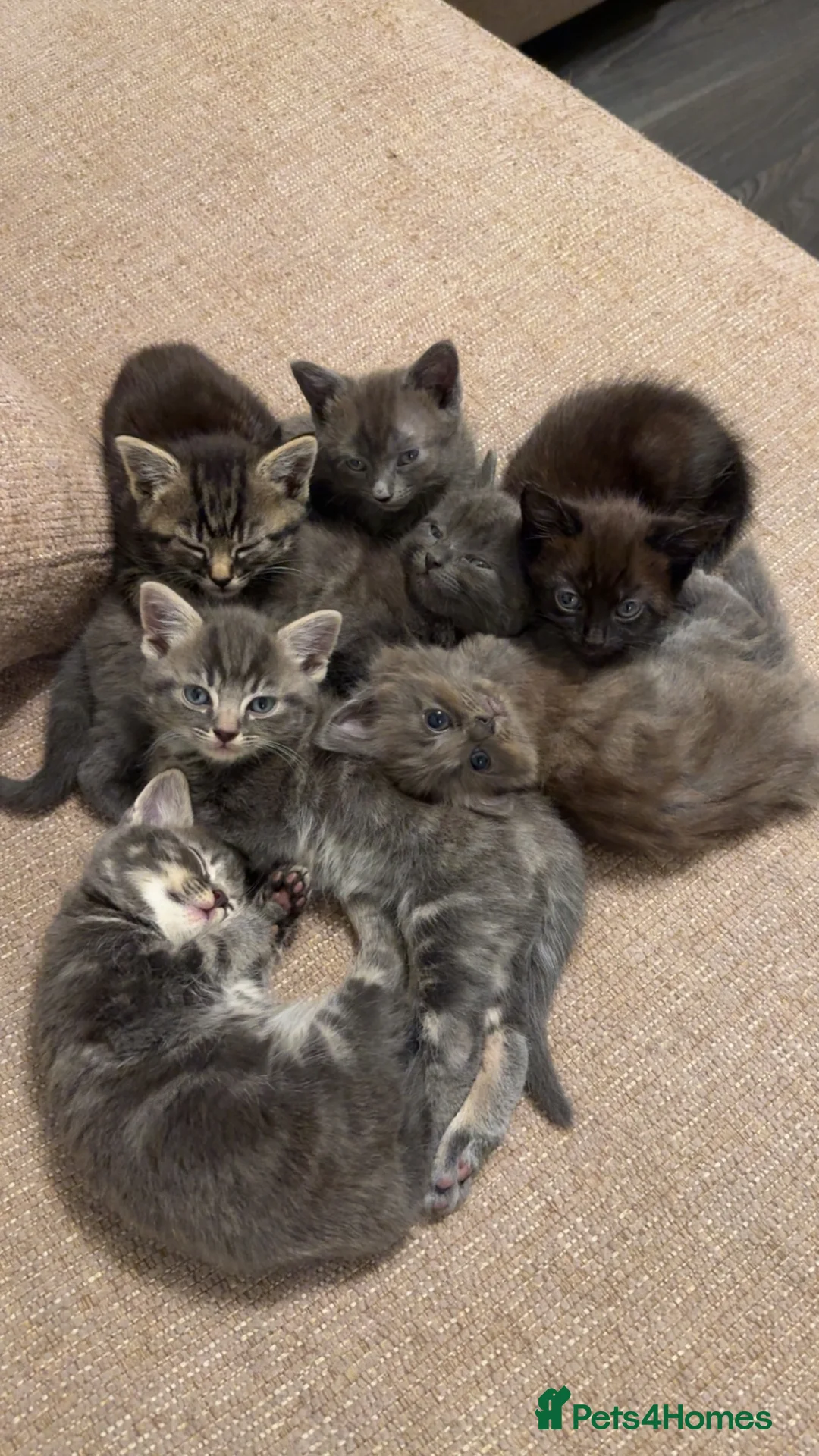 Mixed Breed cats for sale: Adorable tabby and grey kittens - Advert 1