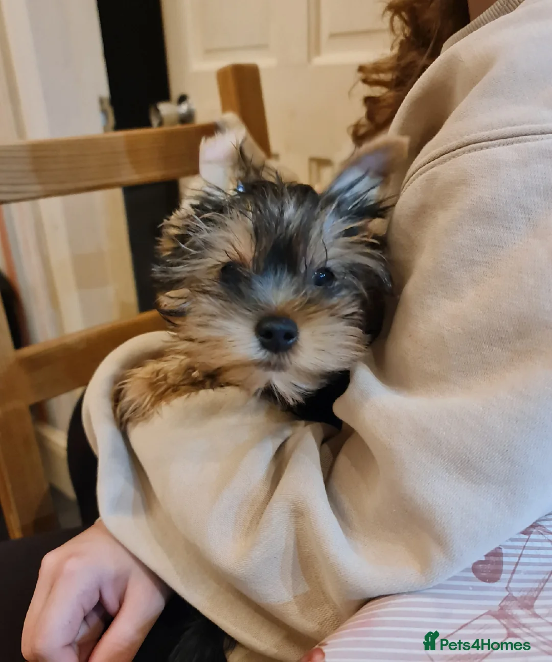 Yorkshire Terrier dogs for sale: Mini Yorkshire Terrier - Advert 1