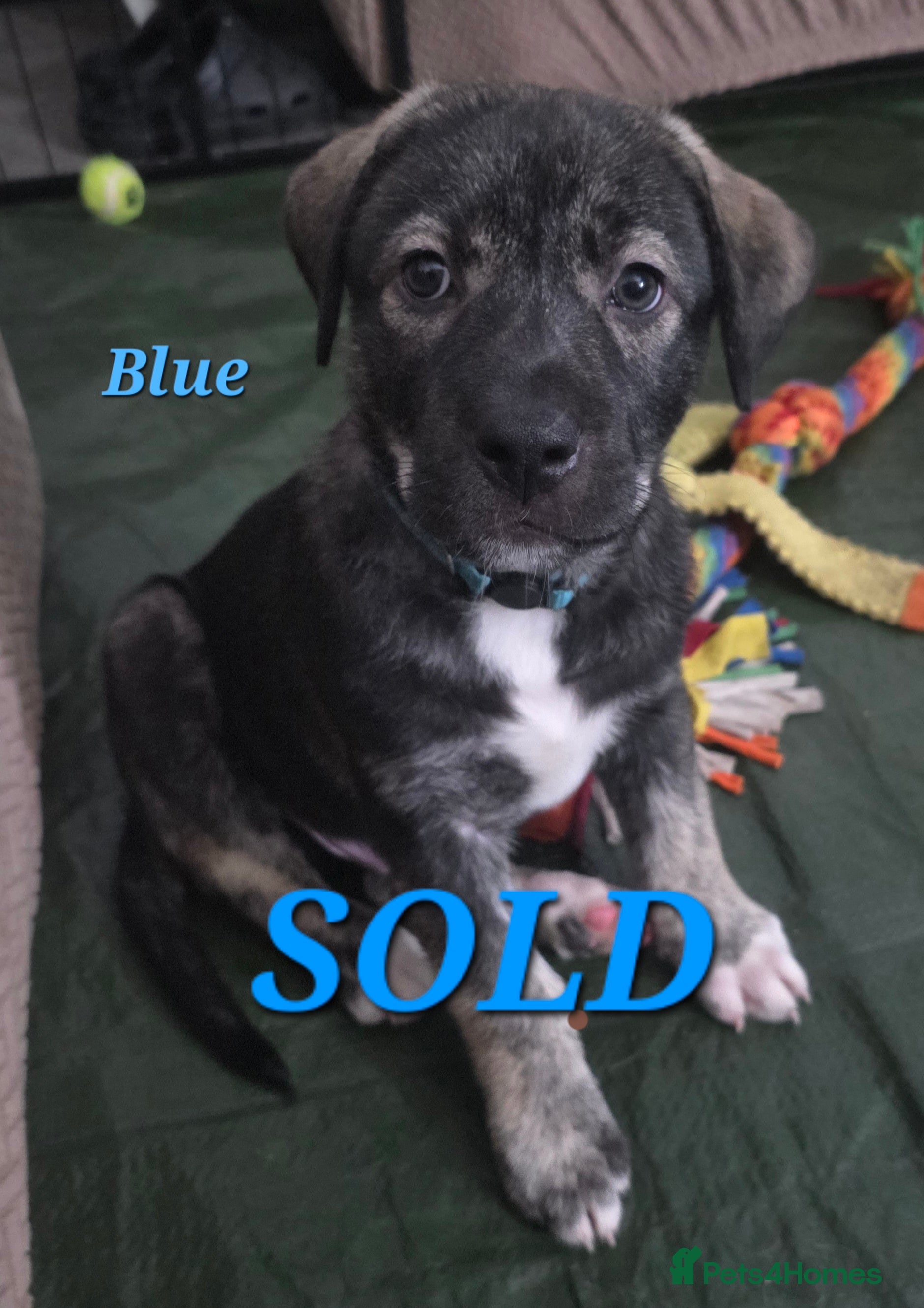 Mixed Breed dogs Husky cross staffy puppies  - Advert 2