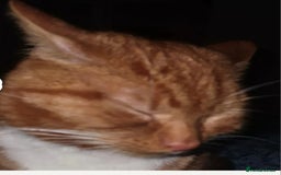 Mixed Breed cats for sale: Rehoming gizmo and ash  - Image 4