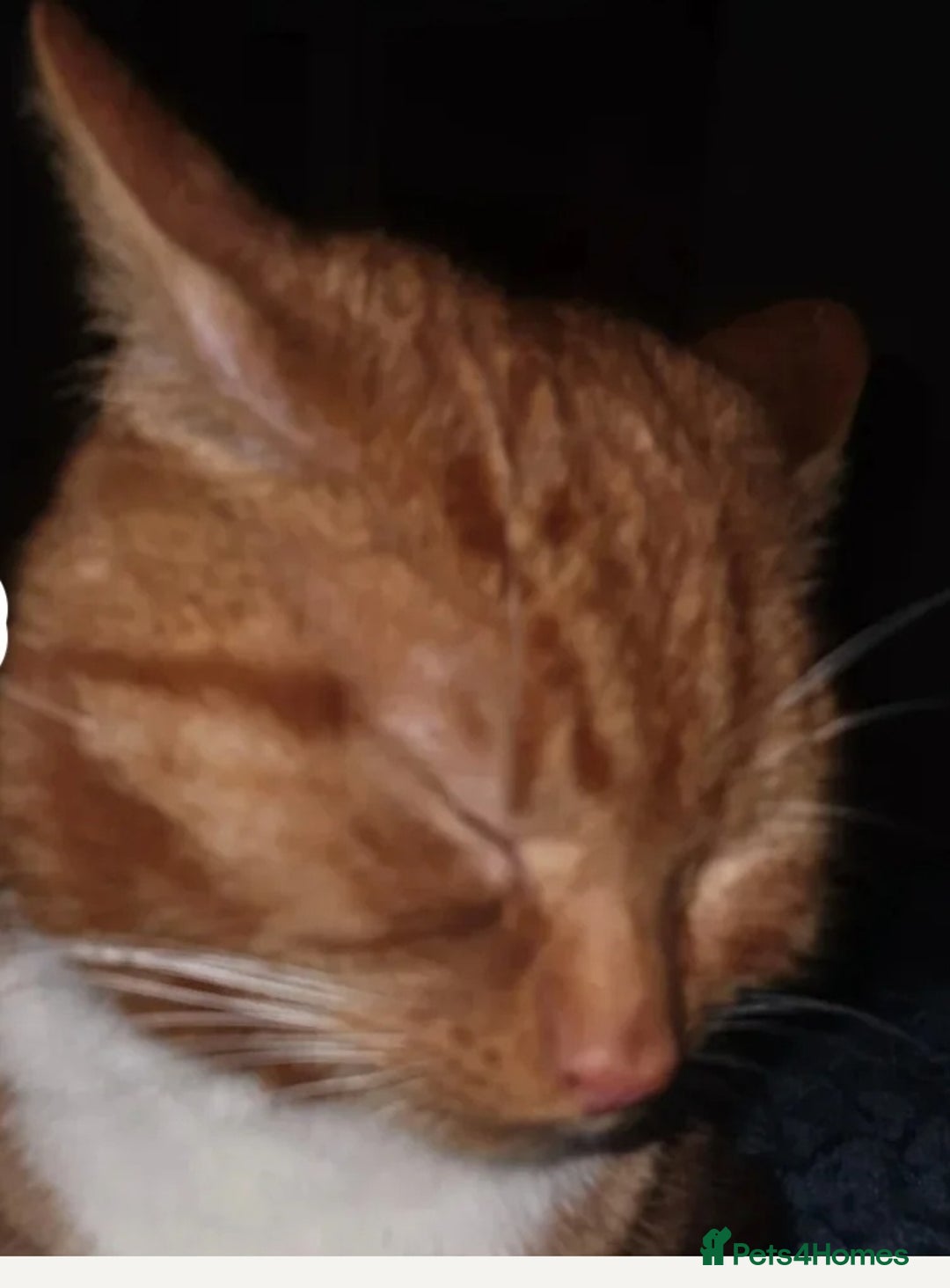 Mixed Breed cats for sale: Rehoming gizmo and ash  - Image 4