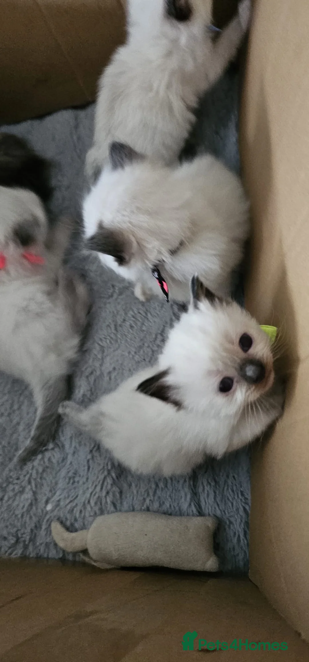 Ragdoll cats for sale: Purebred ragdoll  kittens  - Advert 10