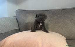 Staffordshire Bull Terrier dogs for sale: Blue Staffordshire Bull Terriers Staffy staffie - Image 20