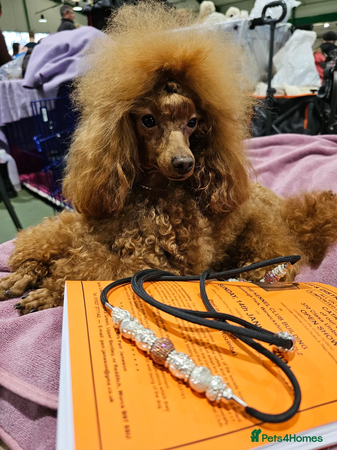 Toy Poodle dogs for stud: Cruft qualifying*KC *dark red** import from BnH in Birmingham - Advert 8