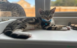 Bengal cats for sale: Beautiful READY NOW - Image 10