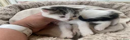 Mixed Breed cats for sale: Beautiful long hair kittens  - Advert 3