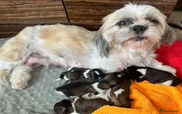 Shih Tzu dogs for sale: Shih Tzu Girls For Sale - Image 5