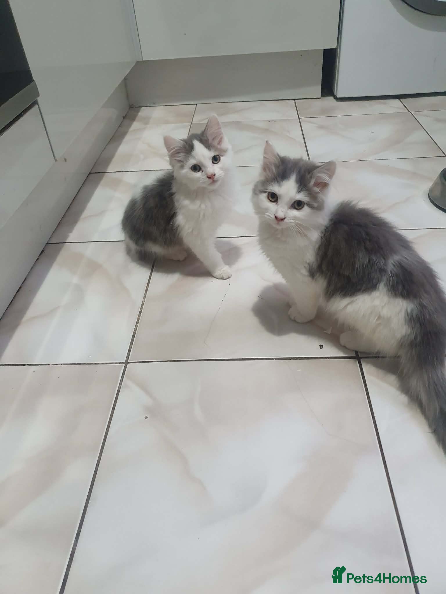 Mixed Breed cats Kittens for sale - Advert 3