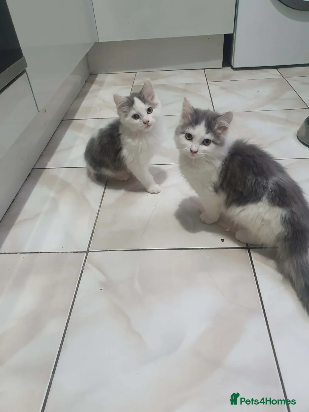 Mixed Breed cats for sale: Kittens for sale - Advert 1