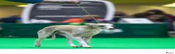 Whippet dogs for sale: 🐾 Whippet puppies expected around 14th Nov 2026🐾 - Advert 2