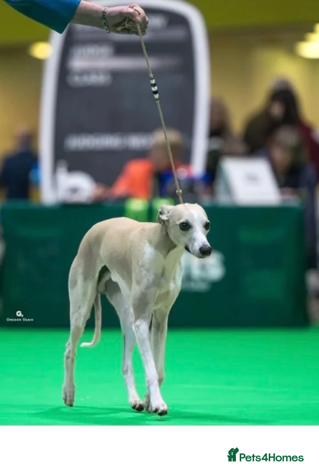 Whippet dogs for sale: 🐾 Whippet puppies expected around 14th Nov 2026🐾 - Advert 2
