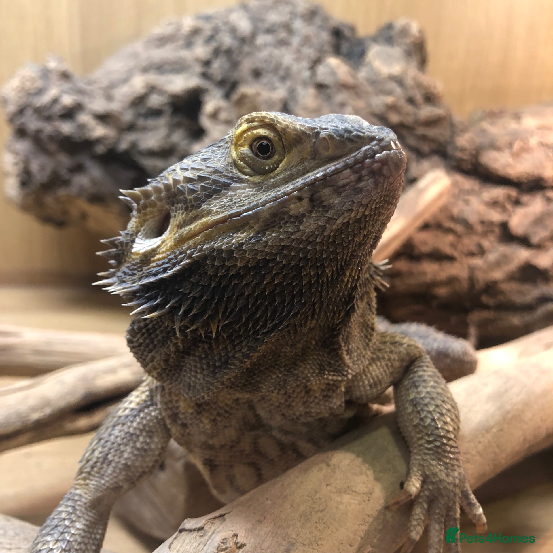 Bearded Dragon reptiles Bearded Dragon - Advert 3