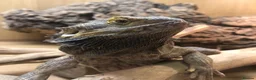 Bearded Dragon reptiles for sale: Bearded Dragon in Alton - Advert 1