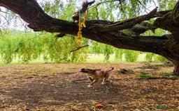 Mixed Breed dogs for sale: 8 month female dog - Image 2