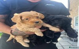Cockapoo dogs for sale: Beautiful cockapoos - Image 1