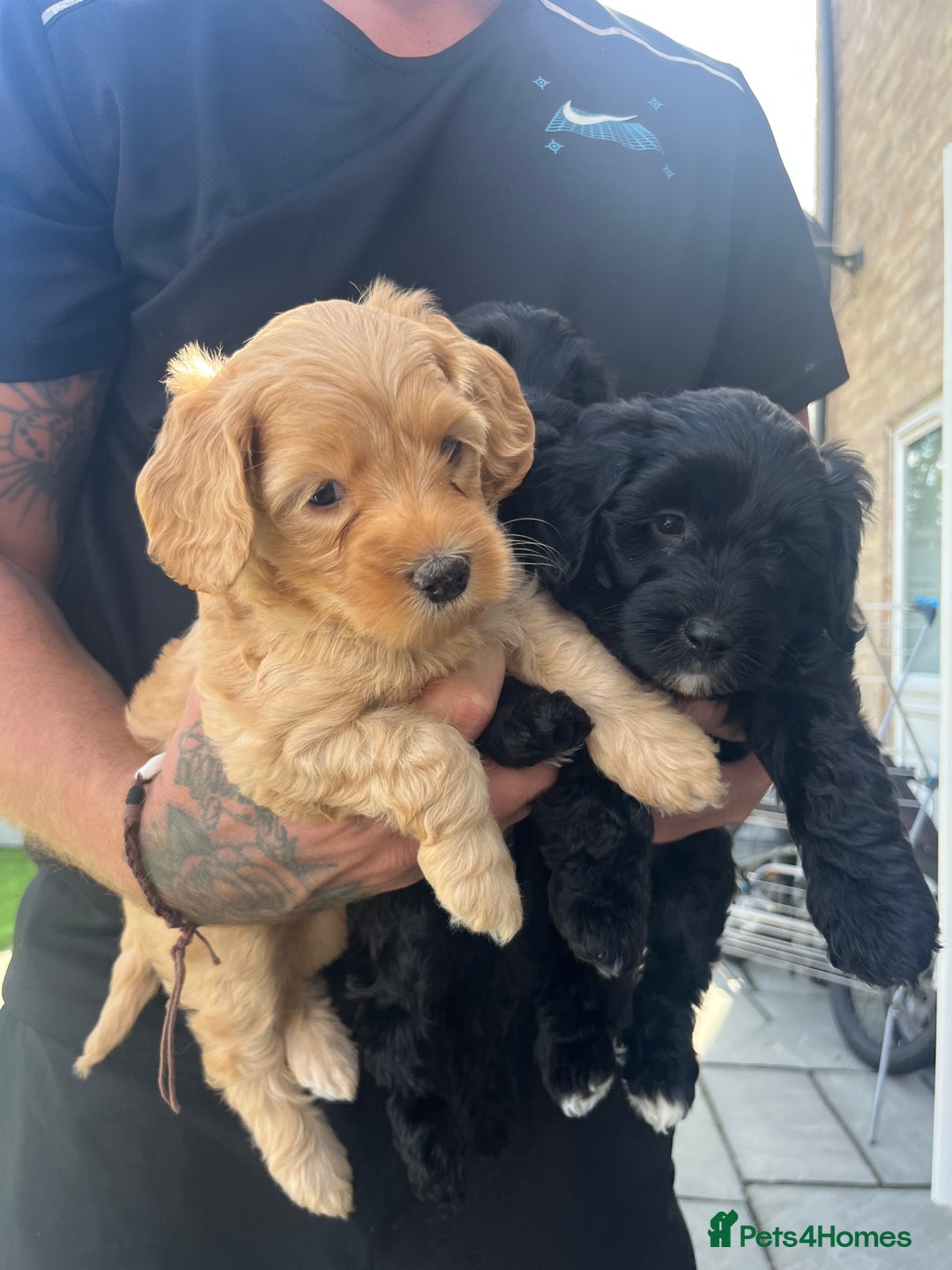 Cockapoo dogs for sale: Beautiful cockapoos - Image 1