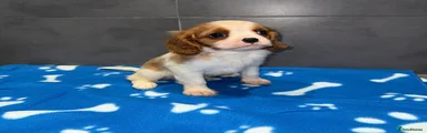 Cavalier King Charles Spaniel 2