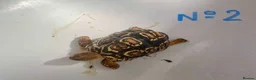 Tortoise reptiles for sale: LEOPARD TORTOISE - Advert 2