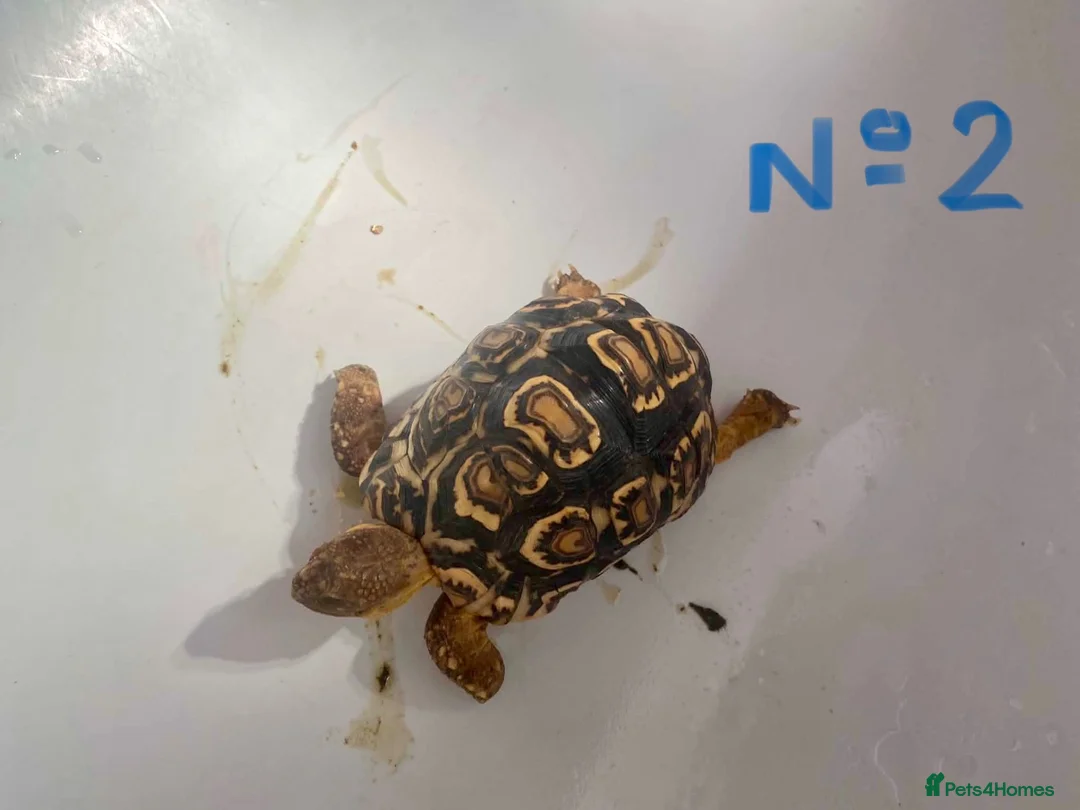 Tortoise reptiles for sale: LEOPARD TORTOISE - Advert 2