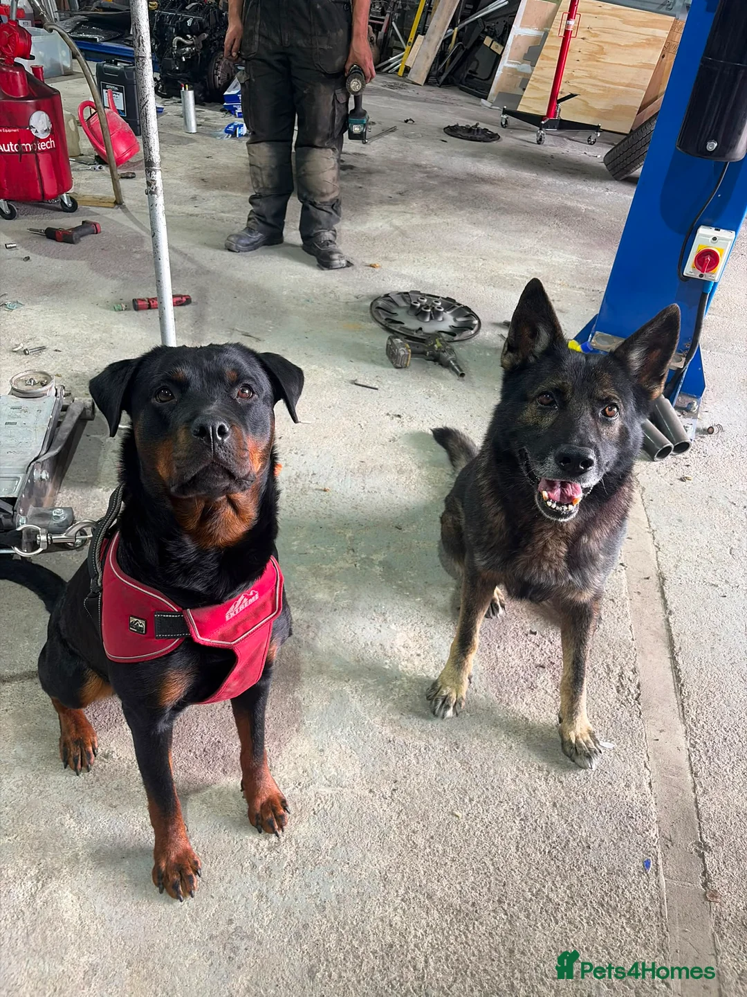 Mixed Breed dogs for sale: Rottweiler x German Shepherd Puppies for sale in Bradford - Advert 3