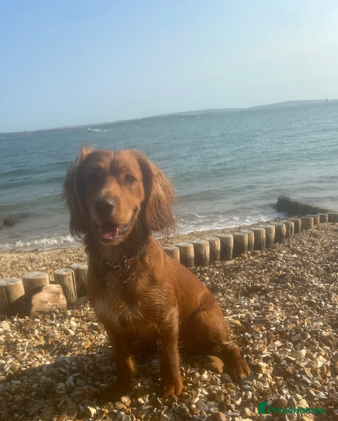 Cocker Spaniel dogs for stud: KC Beautiful red working cocker stud  - Advert 1