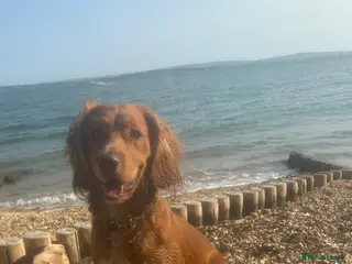 Cocker Spaniel dogs KC Beautiful red working cocker stud - Advert 16