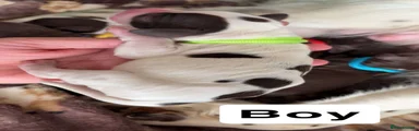 Sprocker 2