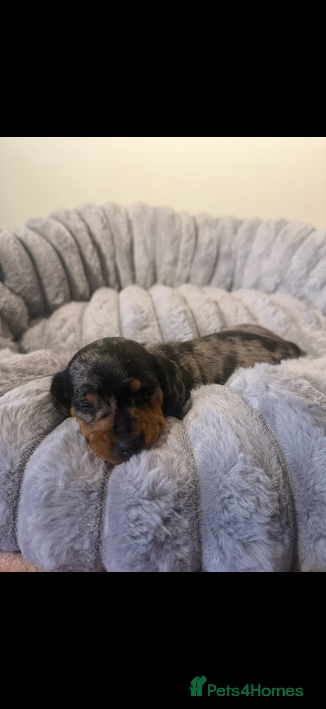 Dachshund dogs for sale: 7 beautiful dachshund pups - Advert 9