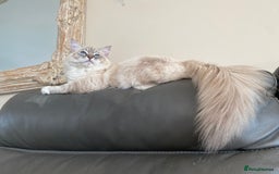 Ragdoll cats for sale: Blue Lynx TICA boy  - Image 17