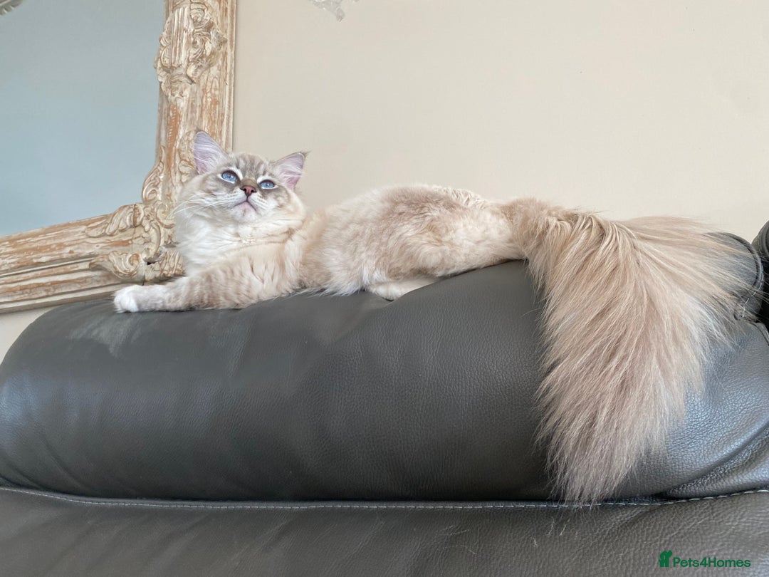 Ragdoll cats for sale: Blue Lynx TICA boy  - Image 17
