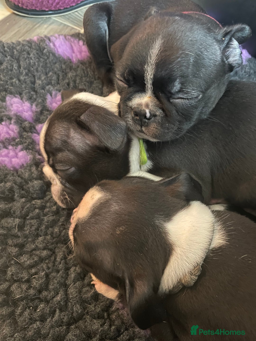 Boston Terrier dogs for sale: 🏡 Ready to Welcome waildax Volk Into Your Home? - Advert 8