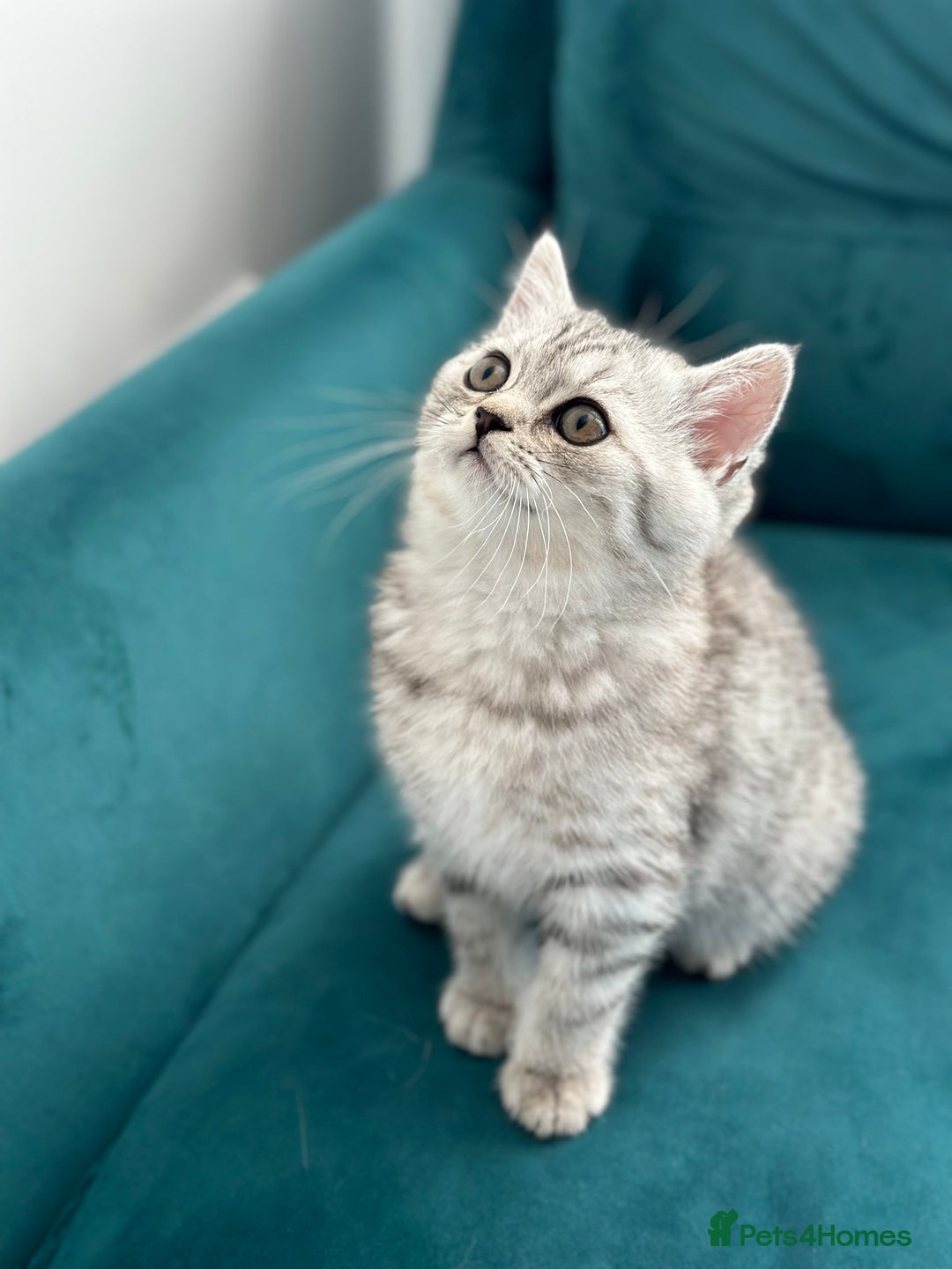 British Shorthair cats for sale: 😻Beautiful BSH Active GCF Kittens🌈 Ready Now! - Image 27