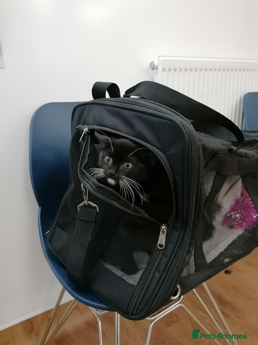 Mixed Breed cats for adoption: 💙🐱 OREO & SHADOW 😺💙 - Image 16