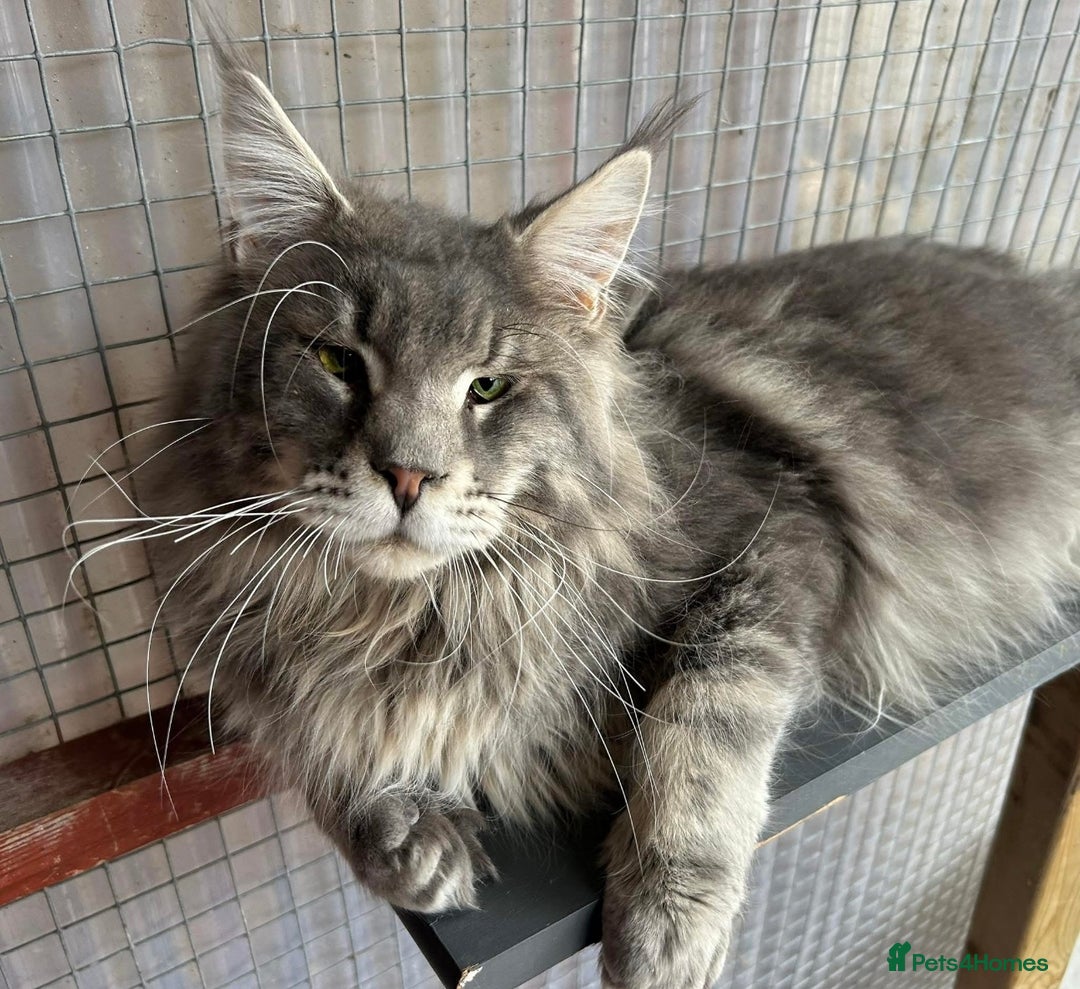 Maine Coon cats for sale: Maine Coon Kittens. Vaccinated. READY NOW  - Image 11