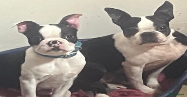 Boston Terrier dogs - Advert 8
