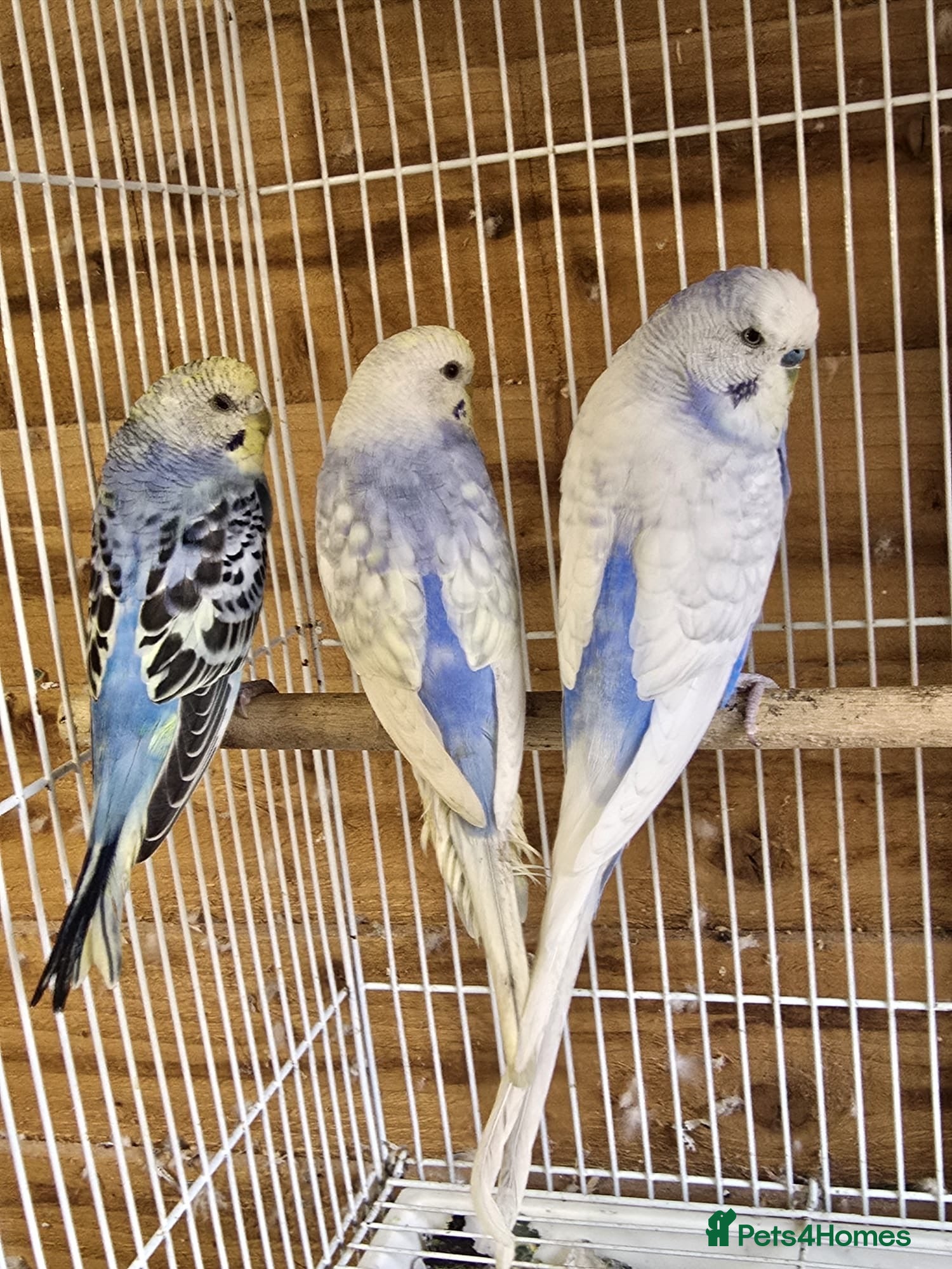 Budgerigars birds Colourful Budgies Healthy Social and Ready to Fly! - Advert 1