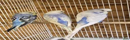 Budgerigars birds for sale: Colourful Budgies Healthy Social and Ready to Fly! - Advert 1