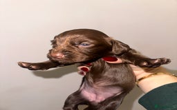 Cocker Spaniel dogs for sale: Working cocker spaniel puppies - Image 10