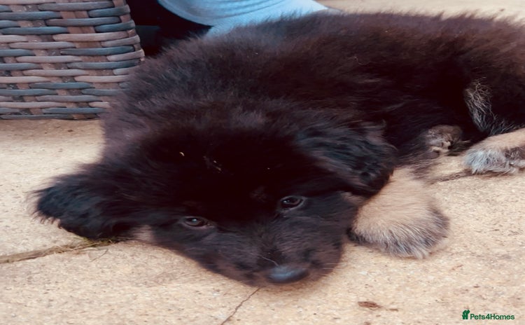 Mixed Breed dogs - Advert 4