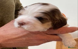 Cocker Spaniel dogs for sale: Adorable show cocker spaniels - Image 8
